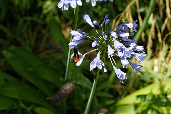 Jardin des Impressionnistes-088